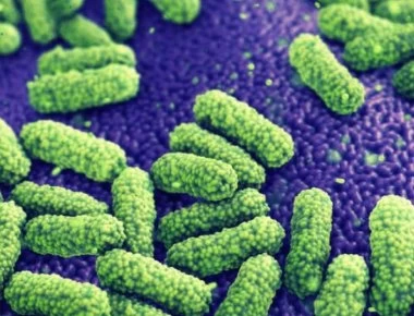 Το βακτήριο που οδηγεί σε απώλεια βάρους και μείωση της χοληστερόλης